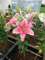 [4369 Pink Zsar GA No01.JPG]